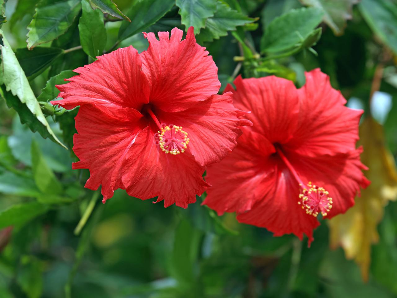 hibiscus flowers