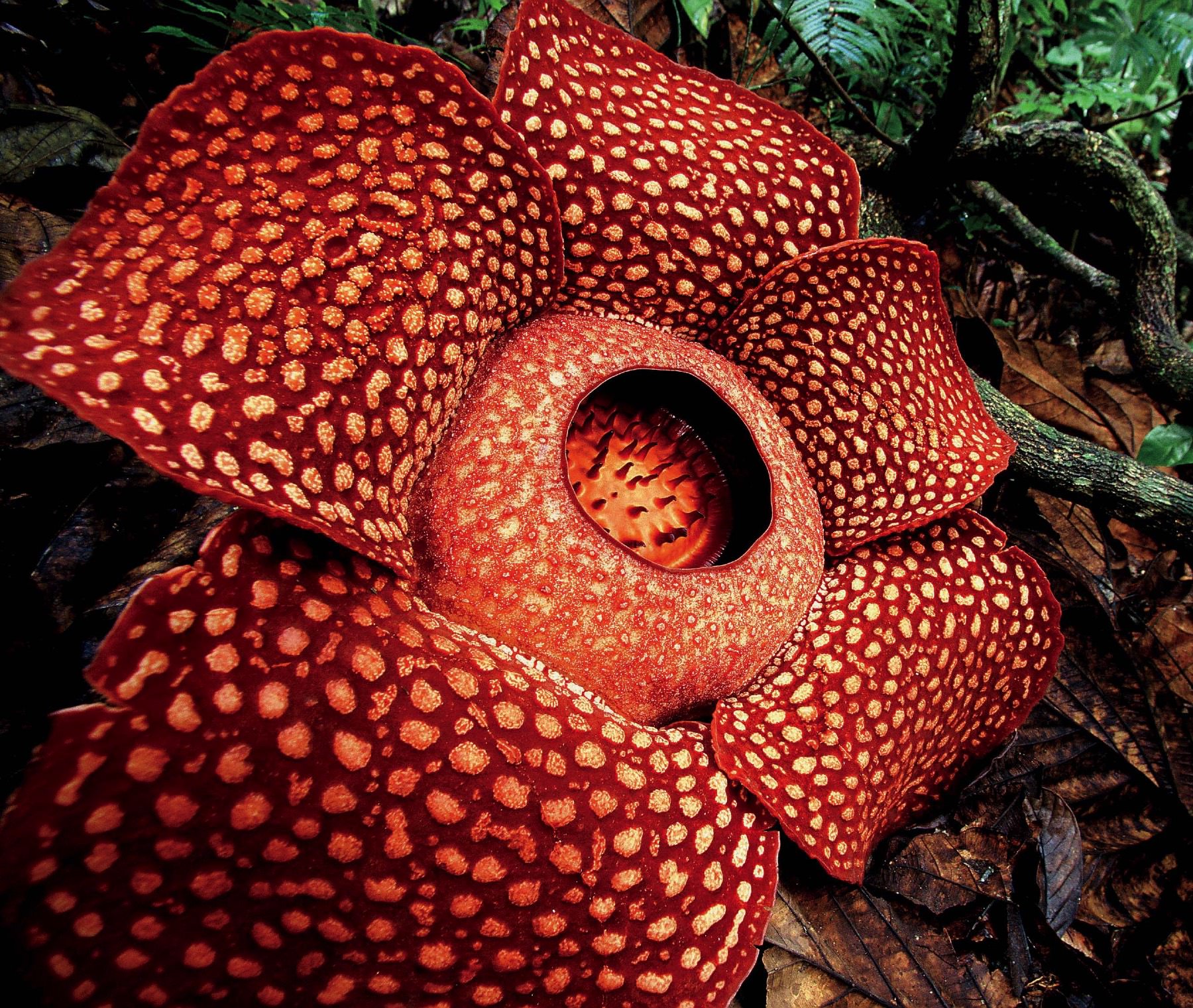 Rafflesia arnoldii