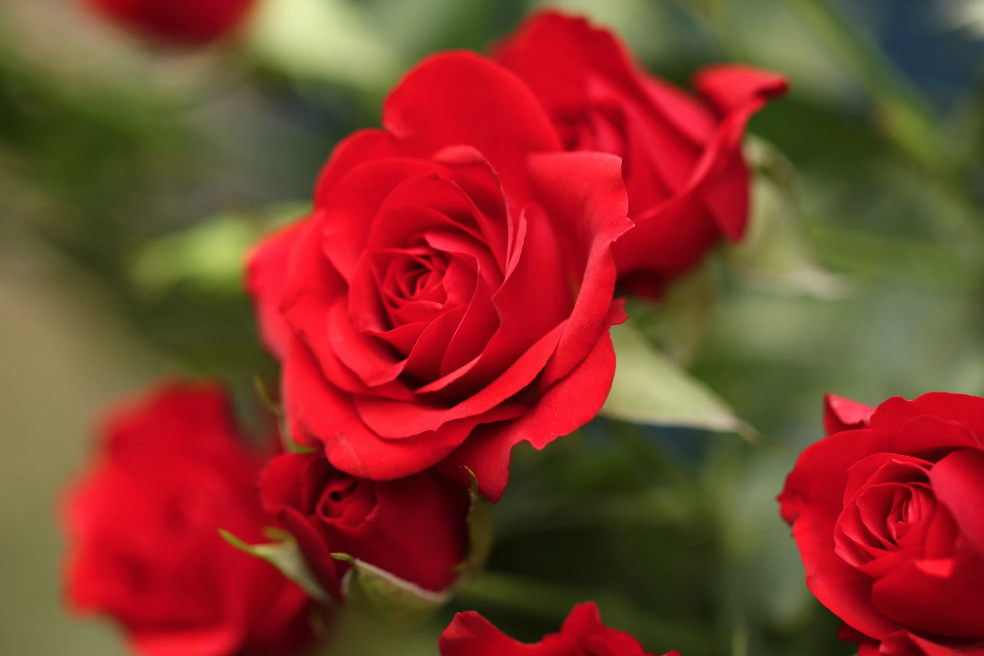 rose