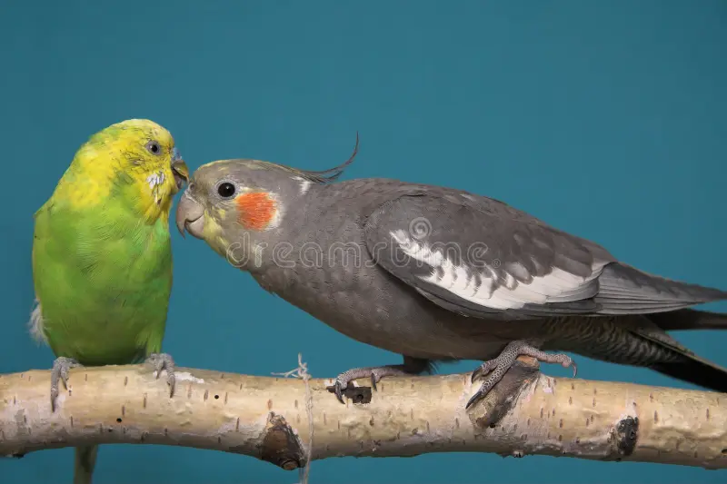 parakeet-cockatiel
