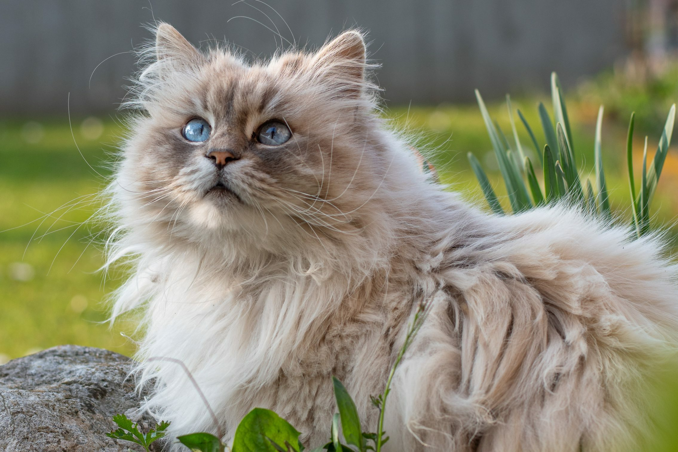 pet