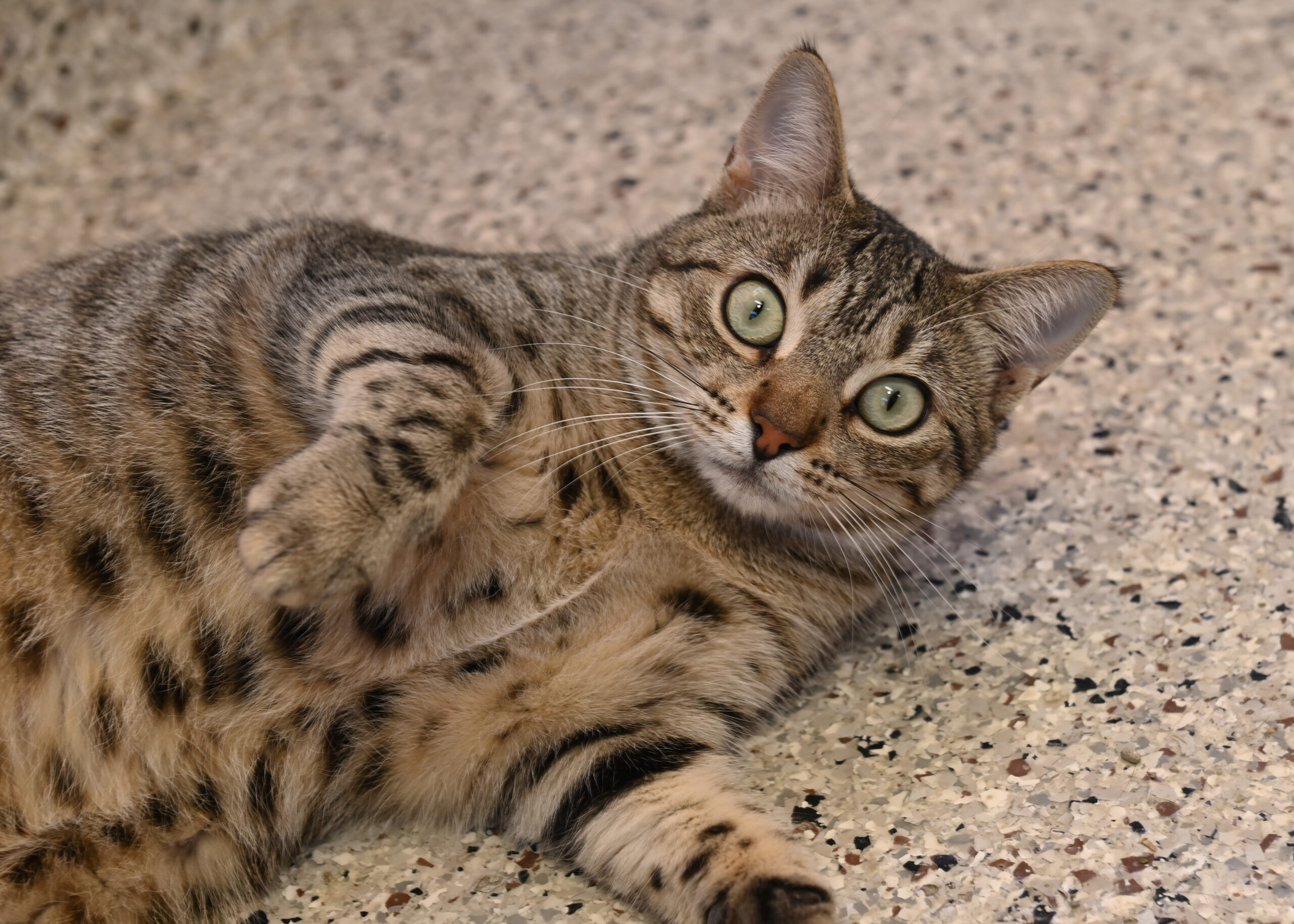 pet