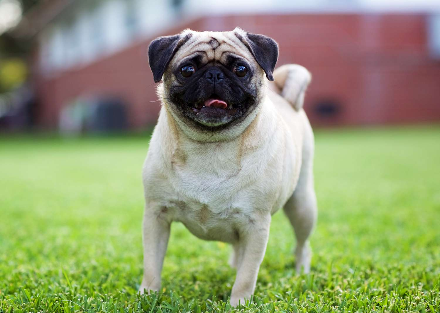 pet
